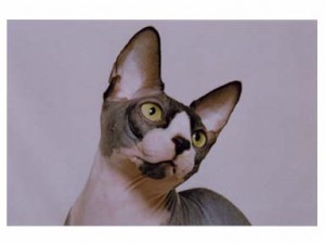 sirius_0223