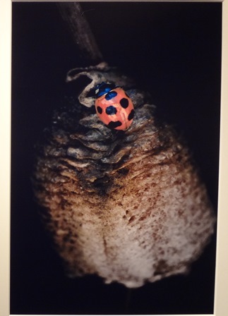 平元盛親写真展no.02_フォトギャラリー「シリウス」 平元盛親写真展no.02_フォトギャラリー「シリウス」
