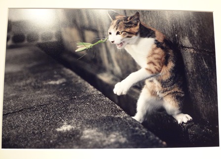 平元盛親写真展no.03_フォトギャラリー「シリウス」 平元盛親写真展no.03_フォトギャラリー「シリウス」